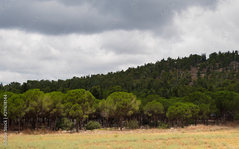Pine Forest on a hill slope horizontal