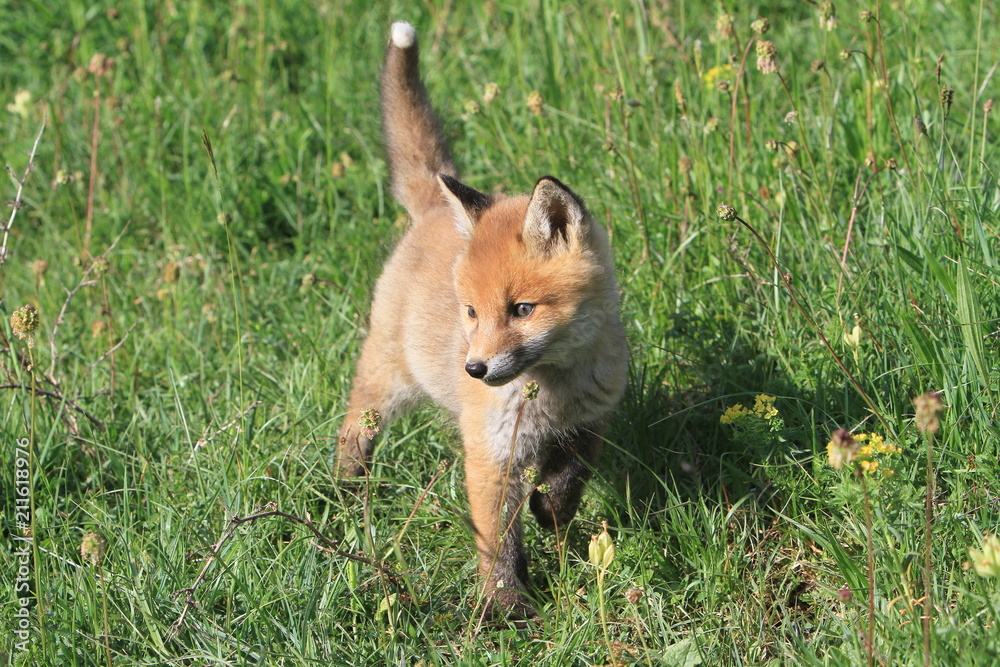 Fototapeta premium Renardeau en vadrouille dans la prairie