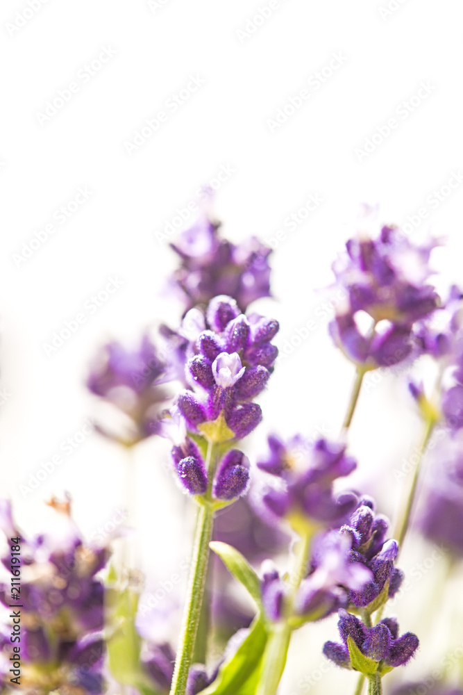 Fototapeta Lavender with blurred background