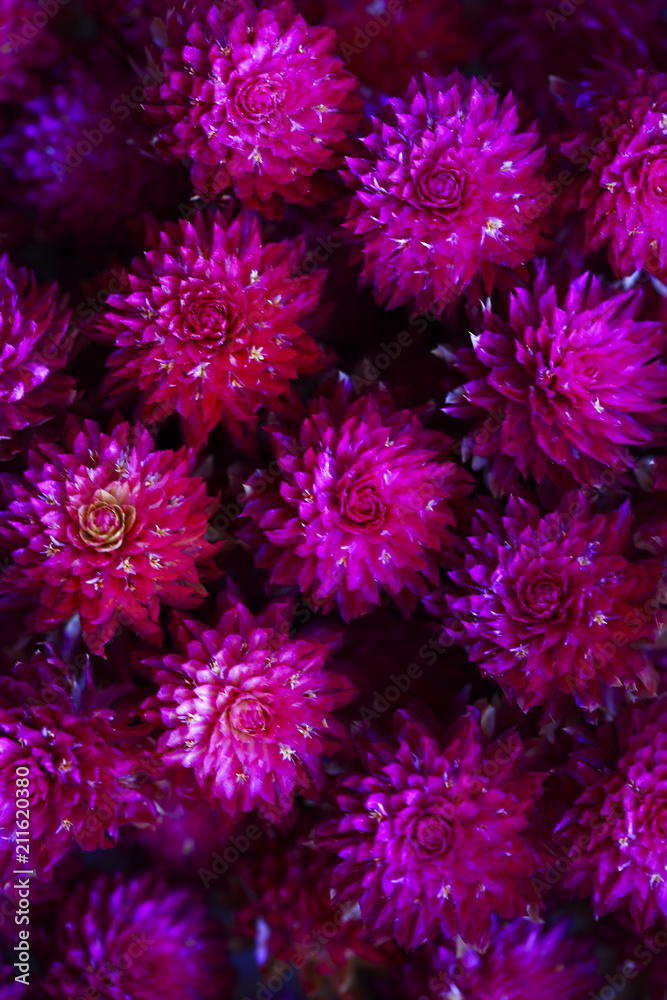 amaranth flower in macro style amaranth flower in macro style