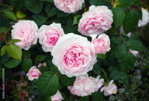 english shrub pink Olivia rose Austin