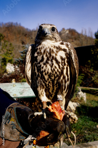 falco sacro falco cherrung falconeria prignano modena emilia romagna photo