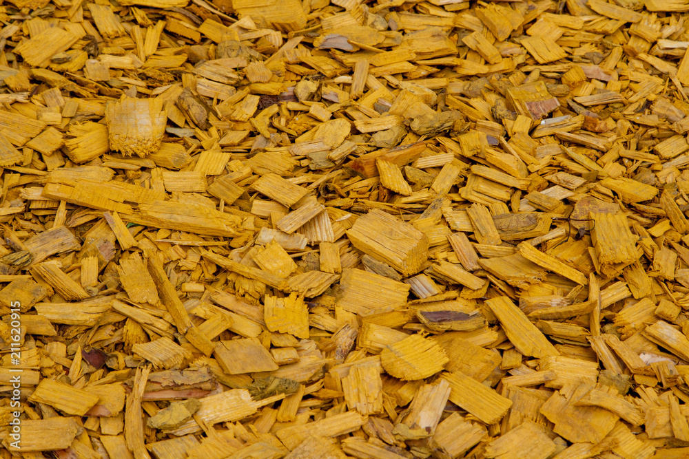 Decorative wood chips. Natural bright yellow colored wooden shavings