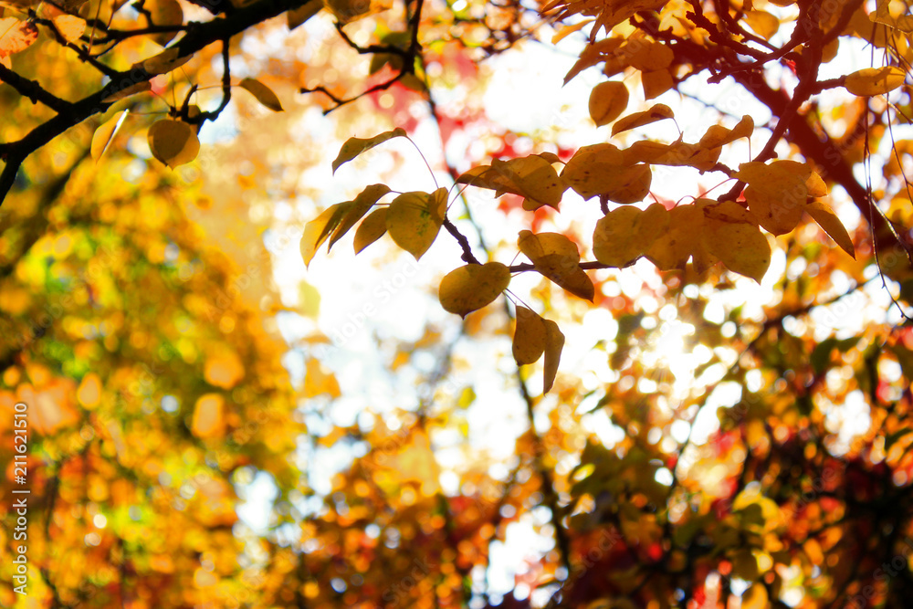 Autumn colorful bright trees background. Bright colorful leaves on sunny day, copy space