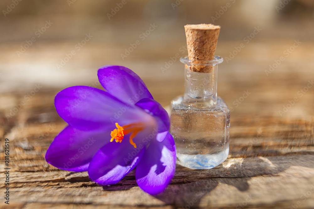 crocus essential oil in beautiful bottle on table crocus essential oil in beautiful bottle on table
