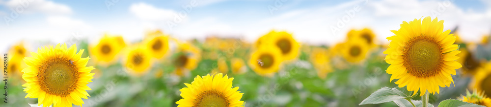 Fototapeta premium Summer Landscape of Golden Sunflower Field