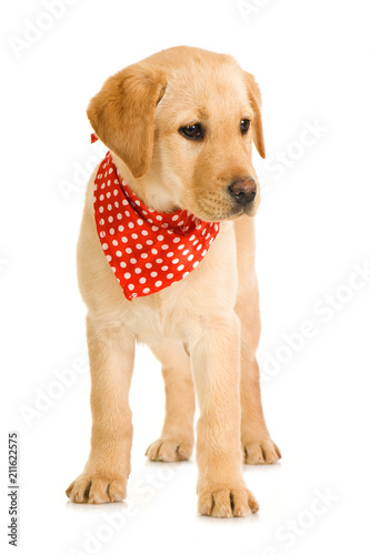 Labrador Retriever Welpe Mit Halstuch Isoliert Auf Weissem Hintergrund Stock Foto Adobe Stock