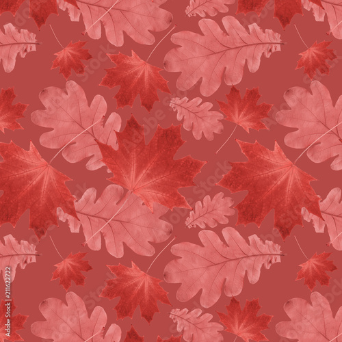 autumn pattern from dry oak leaves and dry maple leaves on a red background
