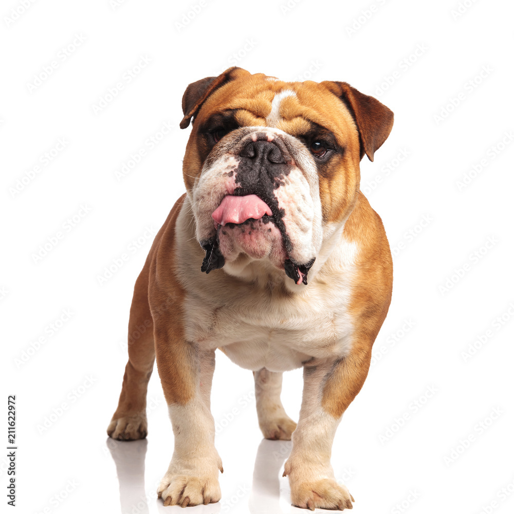 lovely english bulldog standing and panting while looking tos ide