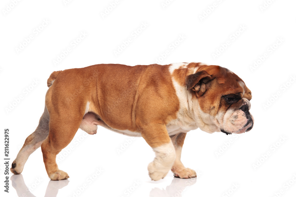 cute english bulldog walks to side and smells something