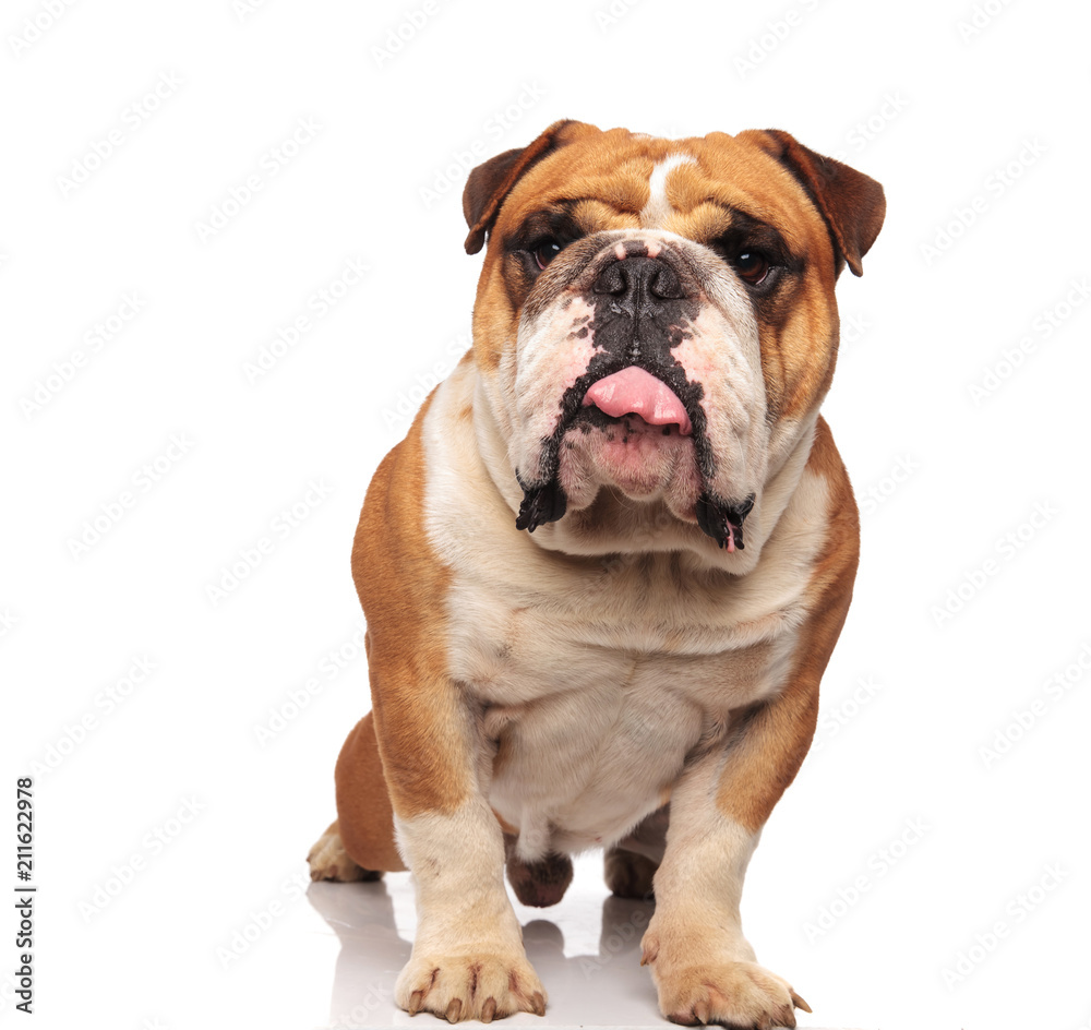 cute english bulldog with tongue exposed stretching