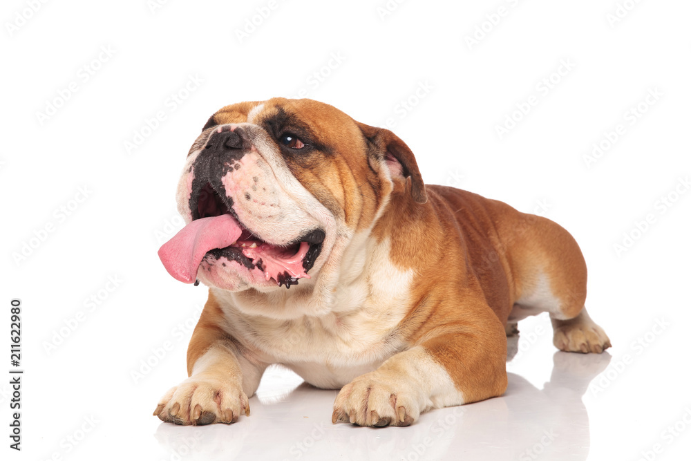 curious panting english bulldog lies and looks to side