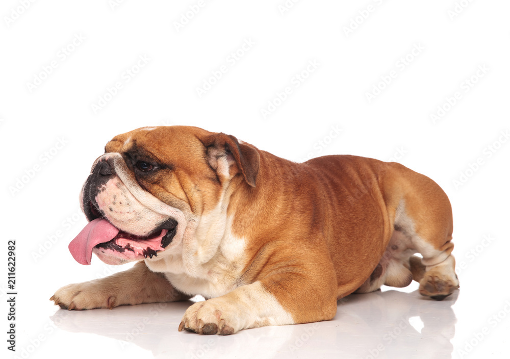 side view of lying english bulldog with tongue exposed