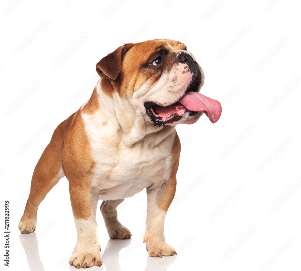 adorable panting english bulldog looks to side while standing