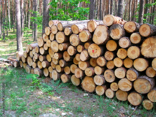 kłody drewna sosnowego w lesie