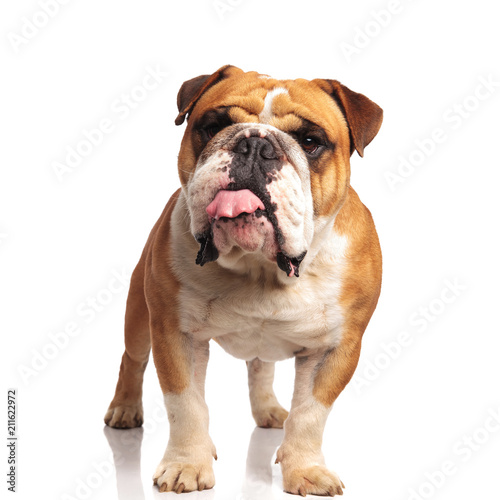 lovely english bulldog standing and panting while looking tos ide © Viorel Sima