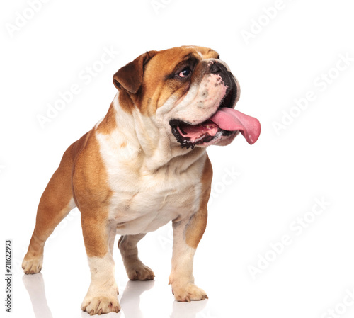 adorable panting english bulldog looks to side while standing