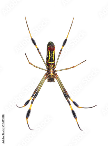 Focus Stacked Image of a Golden-Silk Spider Isolated on White