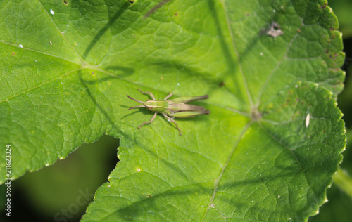 Chrysochraon dispar Grasshopper on leaf
