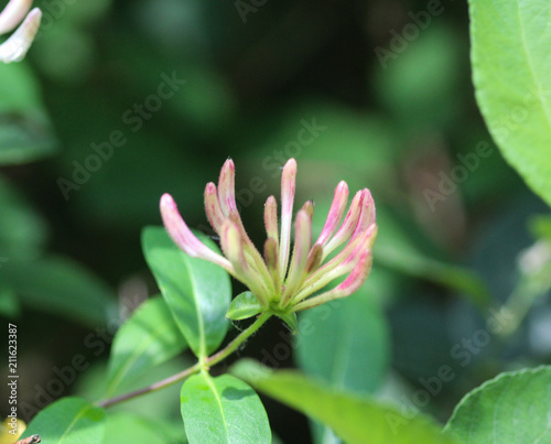 Lonicera periclymenum flower, common names honeysuckle, common honeysuckle, European honeysuckle or woodbine, blooming in summer season