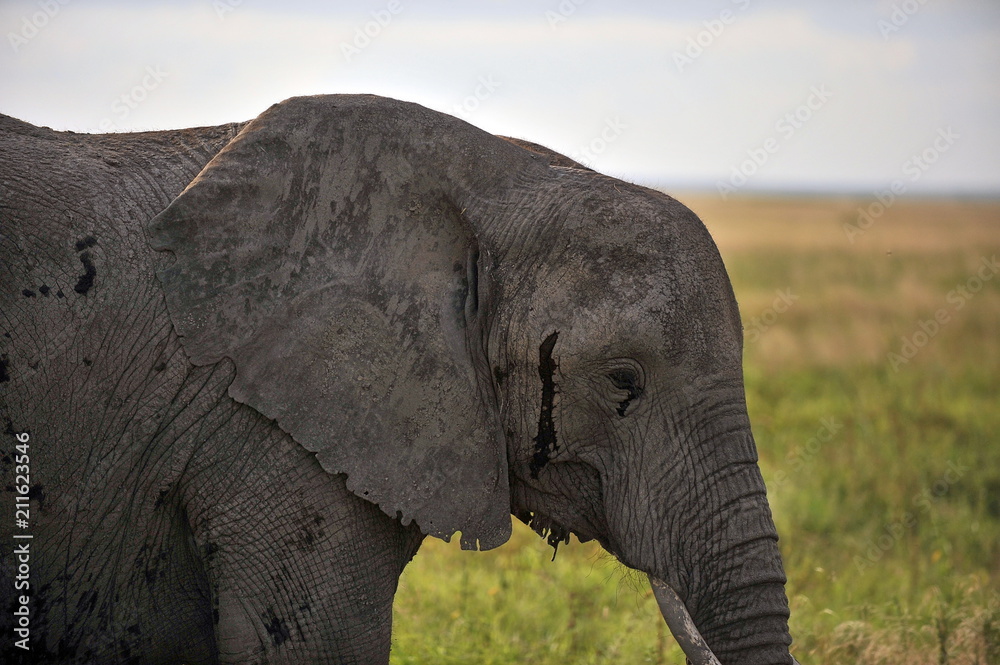 Fototapeta premium The elephant eats grass in the savannah