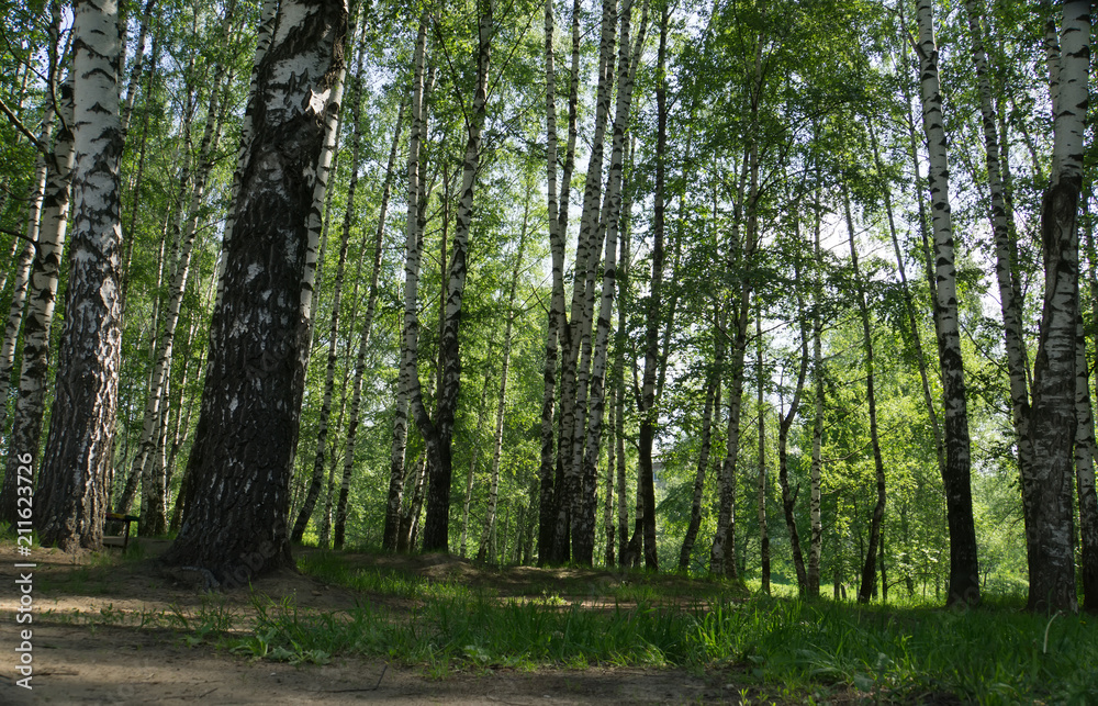 Green trees in summer park Green trees in summer park