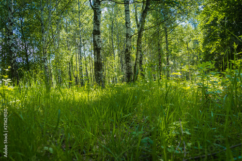 Fototapeta Naklejka Na Ścianę i Meble -  Green trees in summer park