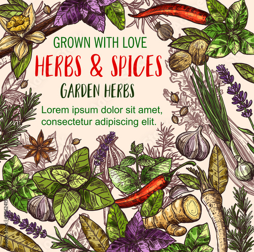 Herb and spice sketch poster of herbal food design