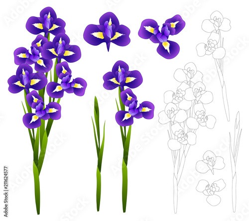 Dark Blue Purple Iris Flower. Vector Illustration.