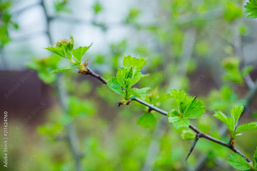 Hawthorn bush in the garden. Shallow depth of field. Hawthorn bush in the garden. Shallow depth of field.