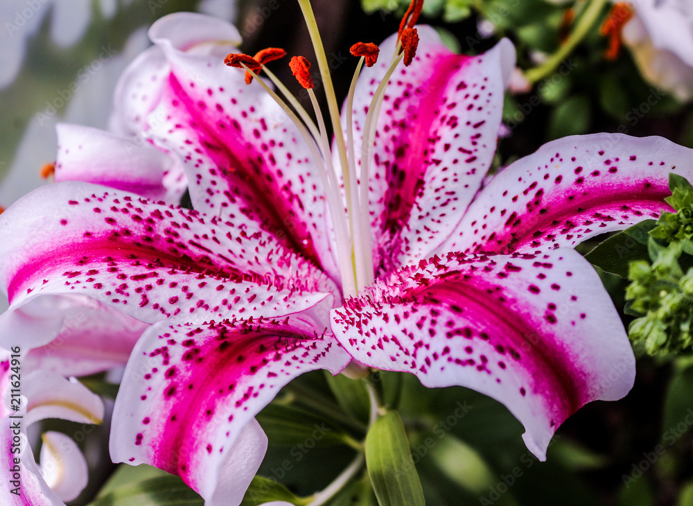Beautiful blooming white and pink lily close-up Beautiful blooming white and pink lily close-up