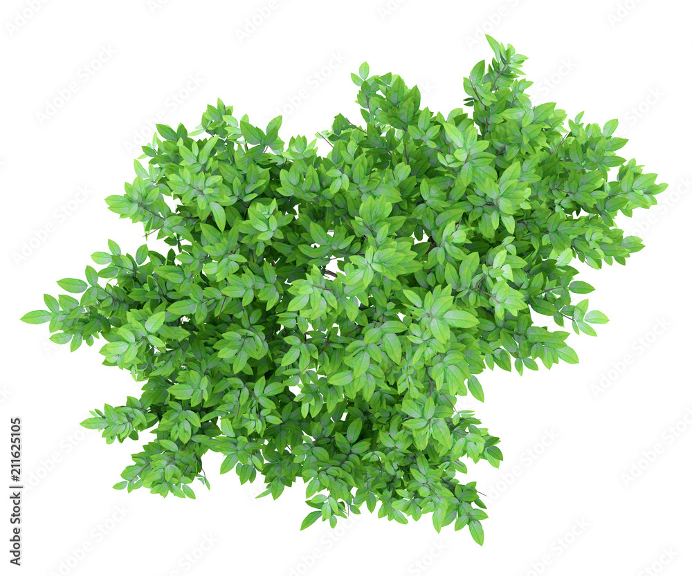 Fototapeta premium top view of orange tree isolated on white background