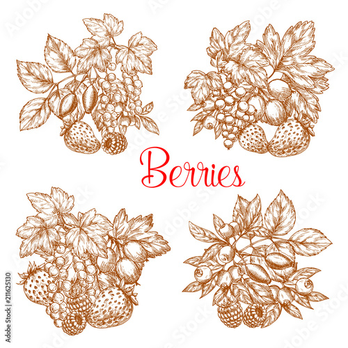 Vector sketch berry fresh farm harvest