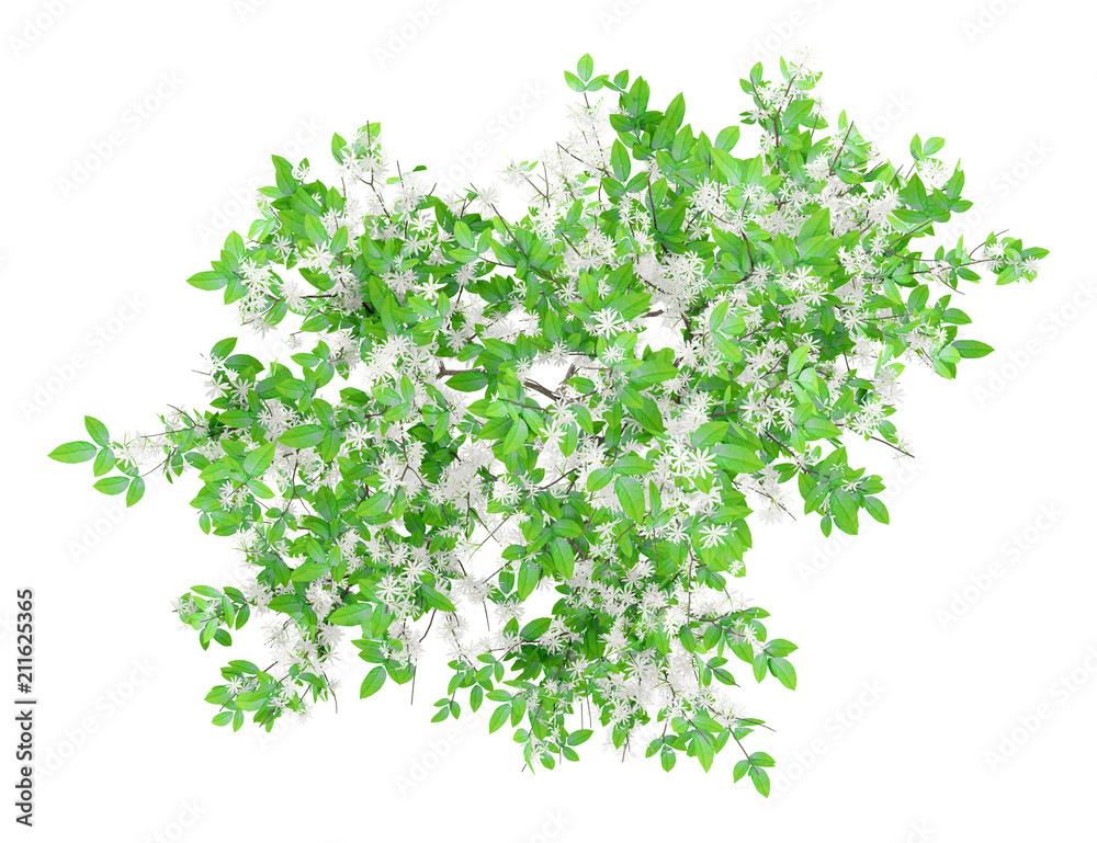 top view of flowering orange tree isolated on white background top view of flowering orange tree isolated on white background