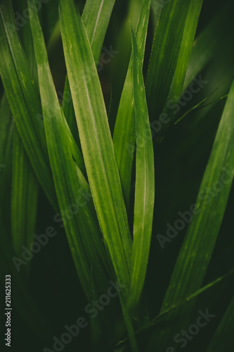 green grass texture. 