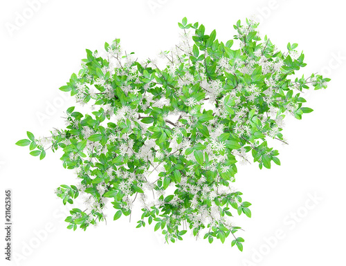 top view of flowering orange tree isolated on white background