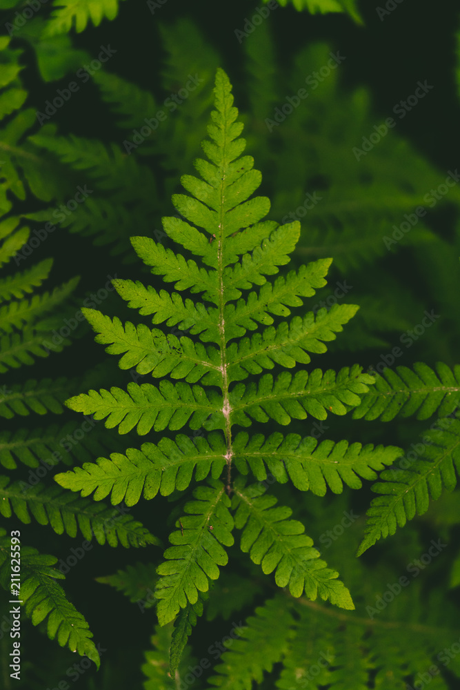 polypody in the forest. background or texture polypody in the forest. background or texture