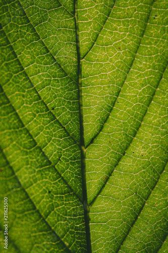 green leaf. Background or texture