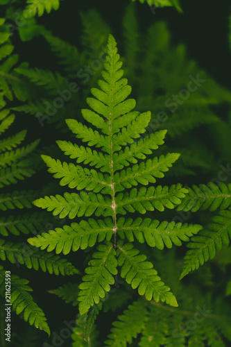 polypody in the forest. background or texture