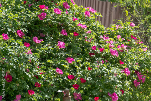 фотографія Pink flowering briar