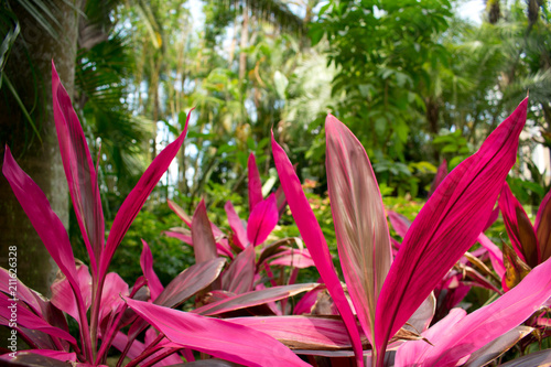 Tropical garden with palms, pink Hawaiian Ti plant, cordyline rouge. photo