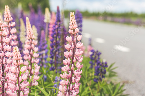 thick blossoming lupine along the asphalt road