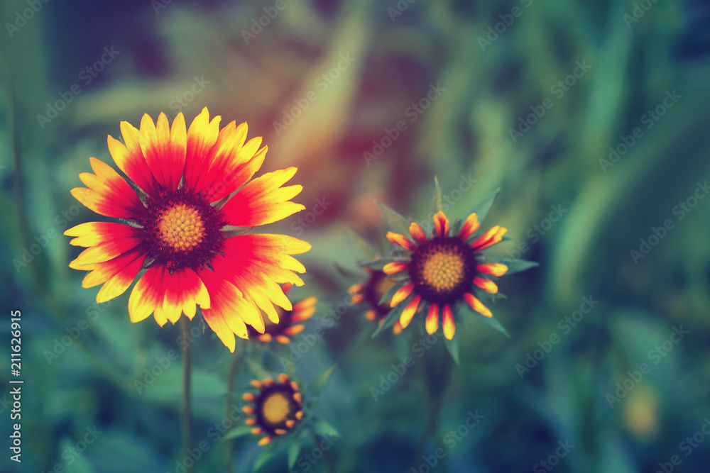 Beautiful bright flower rudbeckia on blooming green meadow Beautiful bright flower rudbeckia on blooming green meadow