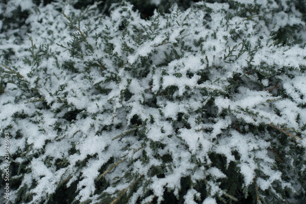 Fototapeta premium Snow covered branches of Juniperus pfitzeriana in winter