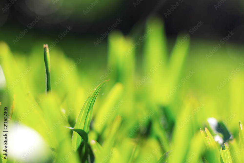 Fototapeta premium Grass with blur in garden.