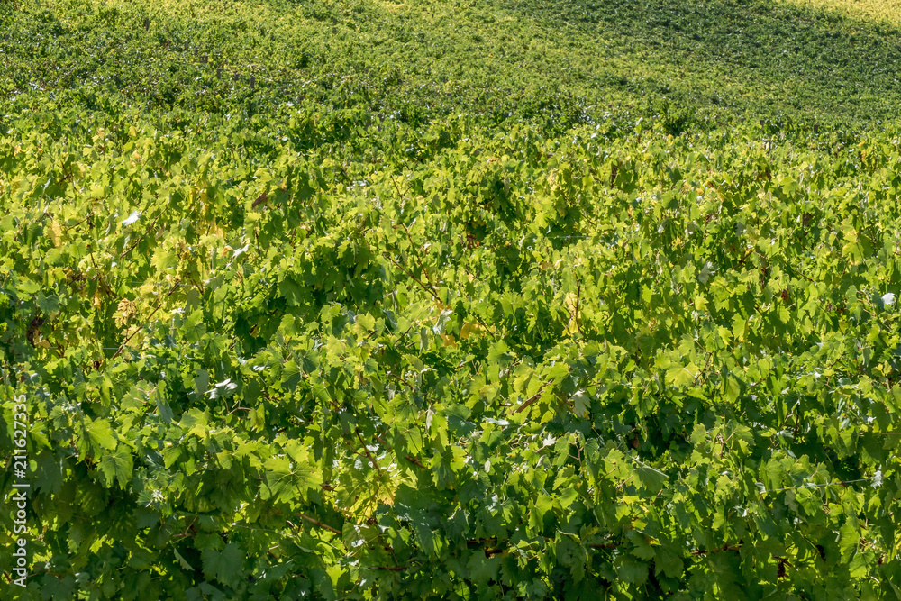 Vineyards in Tuscany, Italy Vineyards in Tuscany, Italy