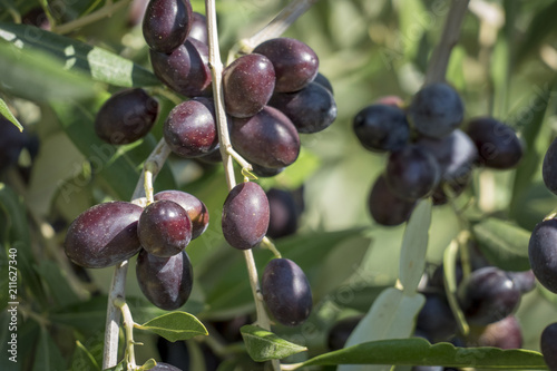 Olives on the Tree, Italy