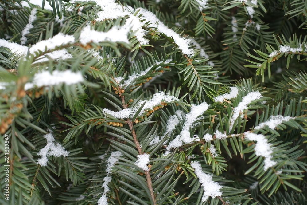 Taxus baccata branches with immature male cones covered with snow