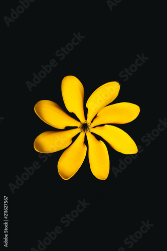 yellow flower in nature dark tone background 