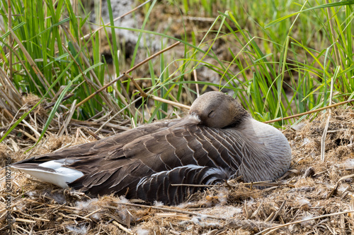Oie cendrée au repos/Sleeping greylag goose 